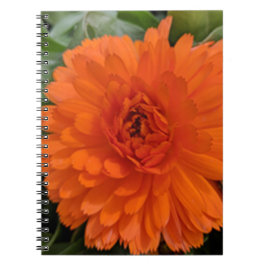 Caderno Espiral Flor Laranja