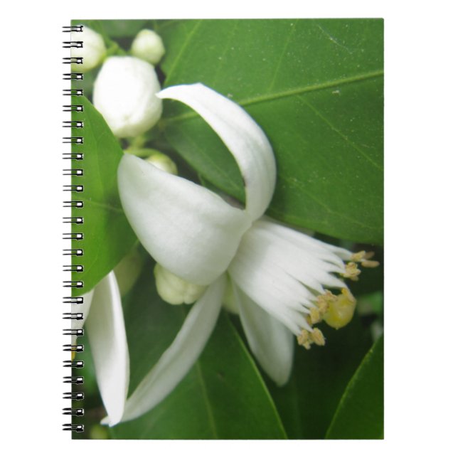 Caderno Espiral Flor Laranja (Frente)