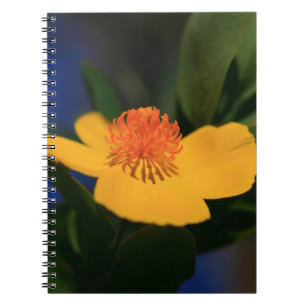 Caderno Espiral Flor Laranja