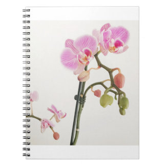 Caderno Espiral Flor Orquídea