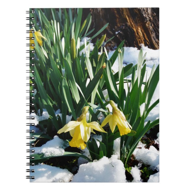 Caderno Espiral Flores amarelas Daffodils na neve (Frente)