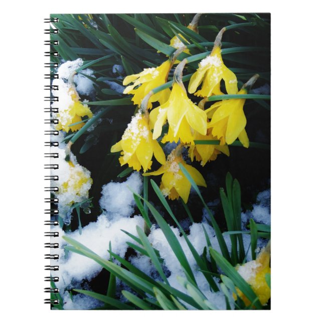 Caderno Espiral Flores amarelas Daffodils na neve (Frente)