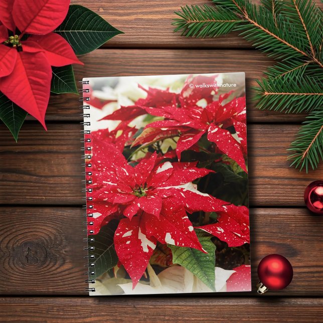 Caderno Espiral Flores Brancas Festivas Poinsettia Floral (Festive Red and Cream Poinsettias Flowers Journal Cover Photo)