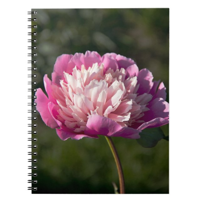 Caderno Espiral Flores cor-de-rosa grandes no primavera (Frente)
