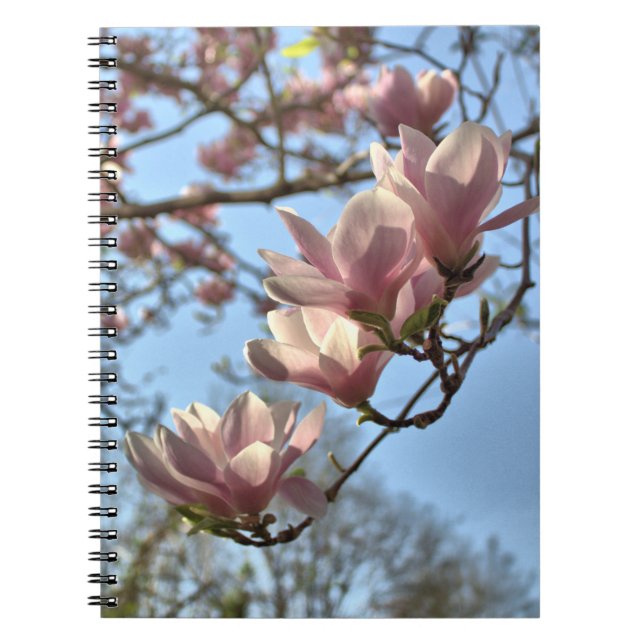 Caderno Espiral Flores da magnólia no primavera (Frente)