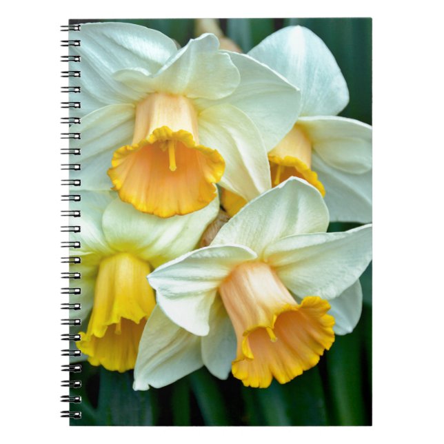 Caderno Espiral Flores daffodilo amarelas (Frente)