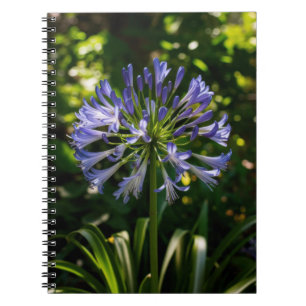 Caderno Espiral Flores de Agapanthus Azuis
