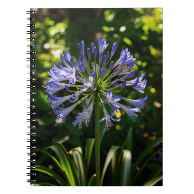 Caderno Espiral Flores de Agapanthus Azuis (Frente)