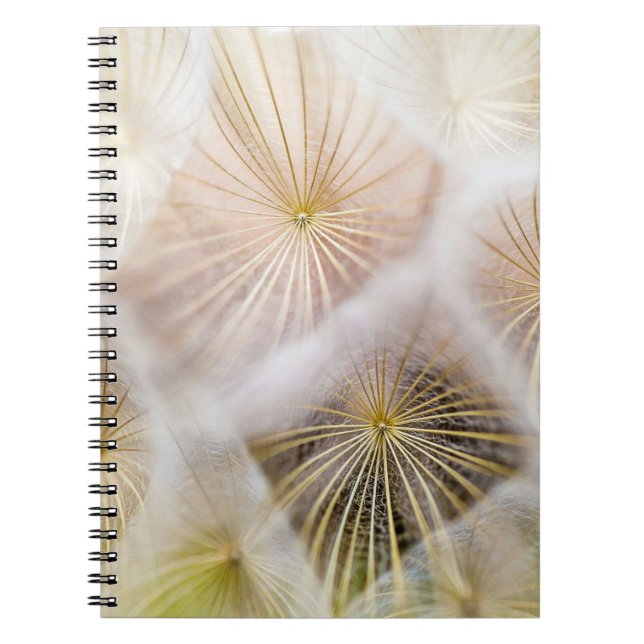 Caderno Espiral Flores de dandelion brancas (Frente)