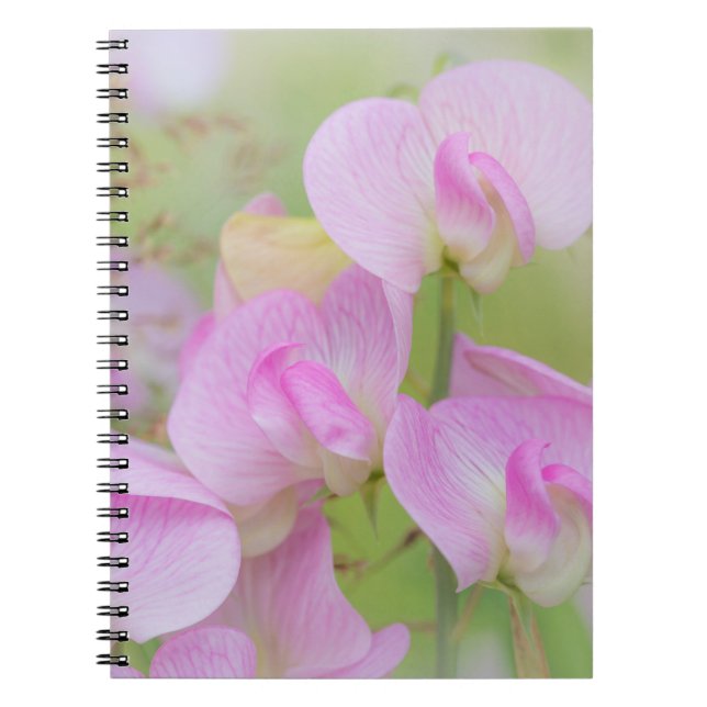 Caderno Espiral Flores de Ervilha Doce | Seabeck, WA (Frente)