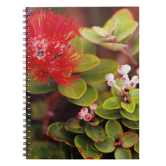 Caderno Espiral Flores de Lehua no Parque Nacional dos Vulcões do  (Frente)