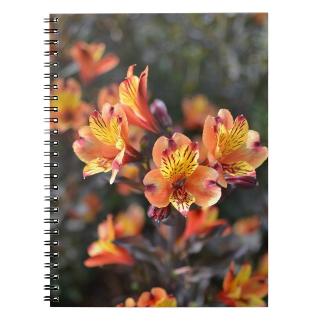 Caderno Espiral Flores de Lily Peruana no Jardim da RHS Wisley (Frente)