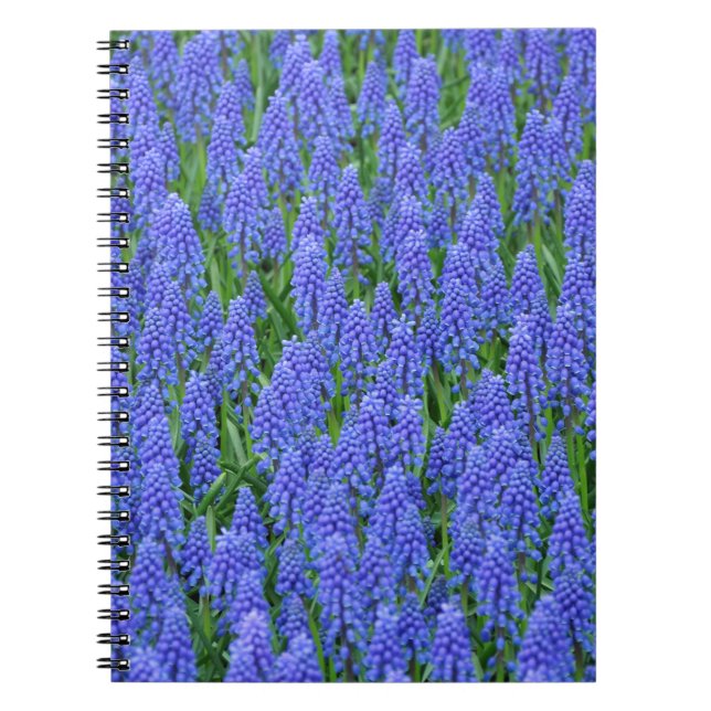 Caderno Espiral Flores de muscari azuis bonito (Frente)