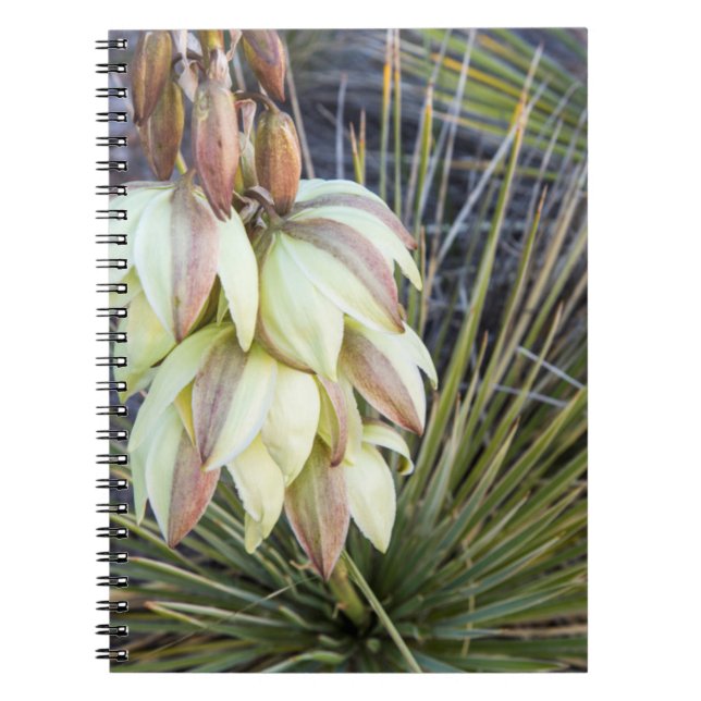 Caderno Espiral Flores de Soaptree Yucca no Upper Missouri (Frente)
