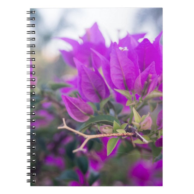 Caderno Espiral Flores Roxas de Bougainvillea (Frente)