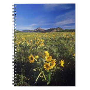 Caderno Espiral Flores silvestres de balsomroot de folha de seta e