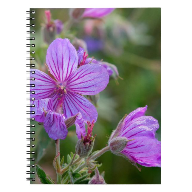 Caderno Espiral Flores silvestres de gerânio pegajoso (Frente)