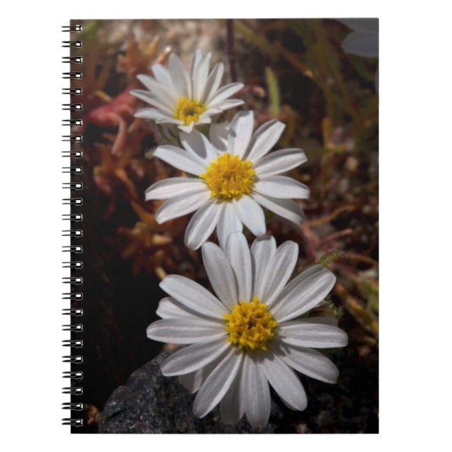 Caderno Espiral Flores Silvestres Desert Star (Frente)