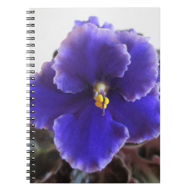 Caderno Espiral Florescência da violeta africana (Frente)