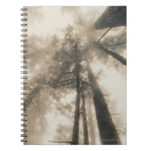 Caderno Espiral Floresta da sequóia vermelha, Califórnia do nort