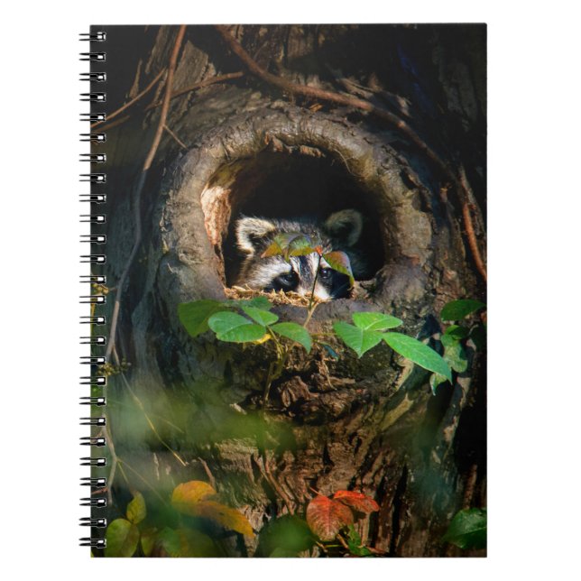 Caderno Espiral Florestas | Raccoon Peeking (Frente)