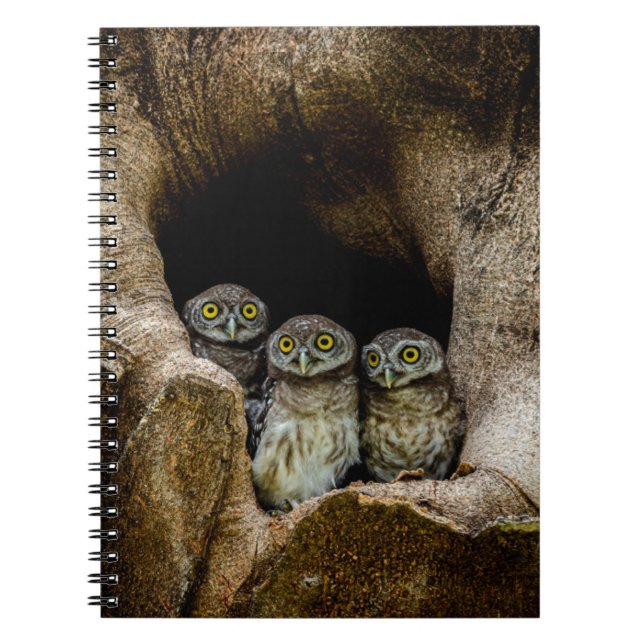 Caderno Espiral Florestas | Três Corujas (Frente)