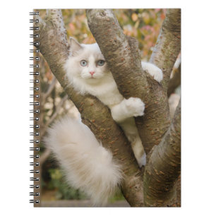 Caderno Espiral Fluffy Cat com olhos azuis em uma árvore