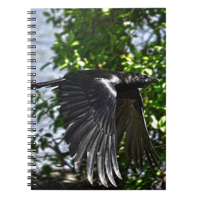 Caderno Espiral Flying Raven in Sunlight Wildlife Photo (Frente)