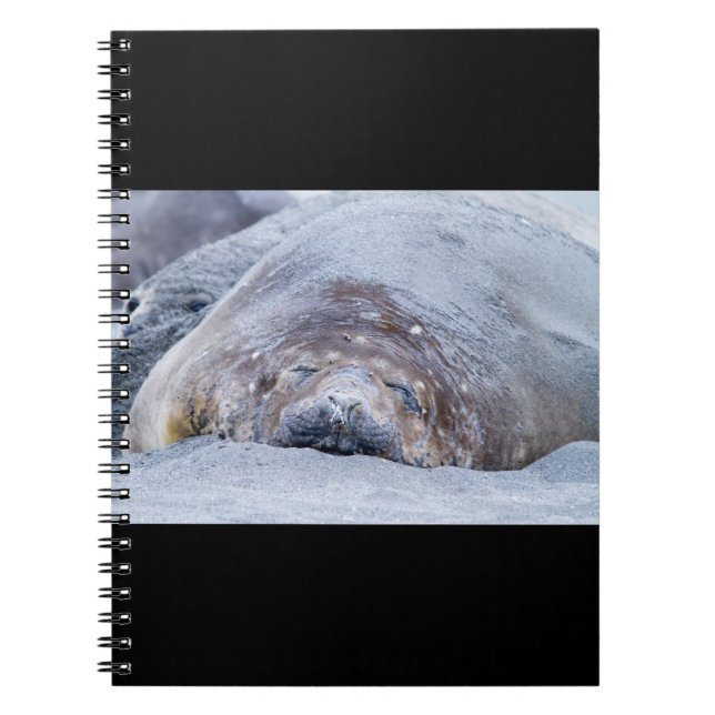 Caderno Espiral Foca-elefante que dorme (Frente)