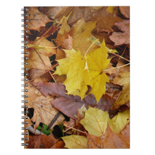 Caderno Espiral Folhas de bordo caídas amarelas de outono natureza