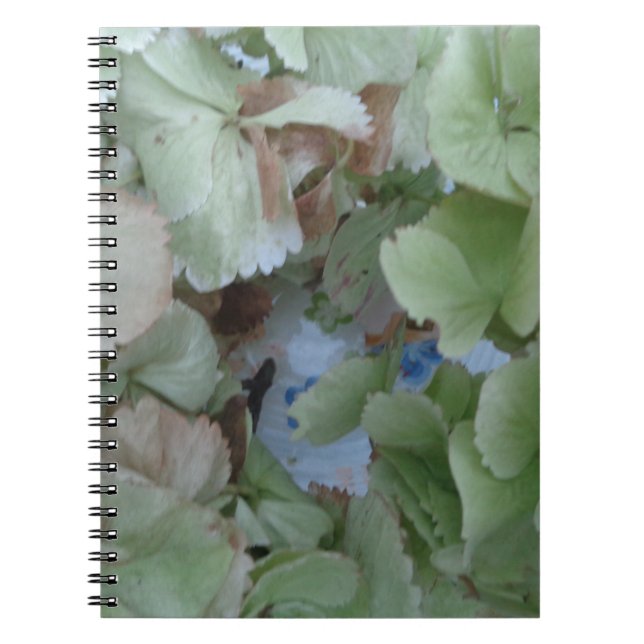Caderno Espiral Folhas de Hydrangea (Frente)