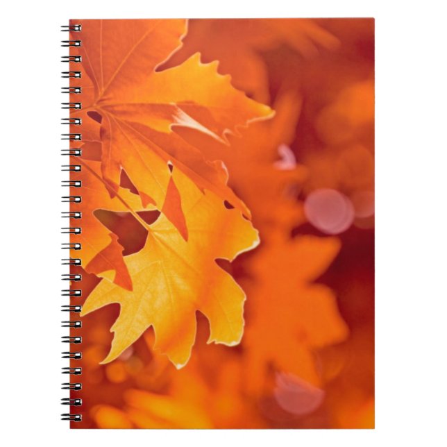 Caderno Espiral Folhas de outono (Frente)