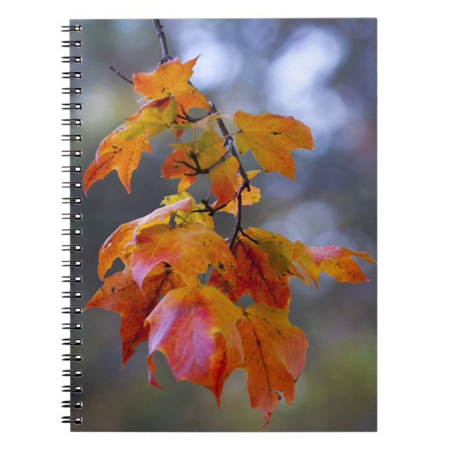 Caderno Espiral Folhas de outono (Frente)