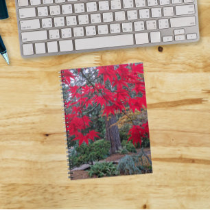Caderno Espiral Folhas Vermelhas de Bordo em um Jardim Japonês