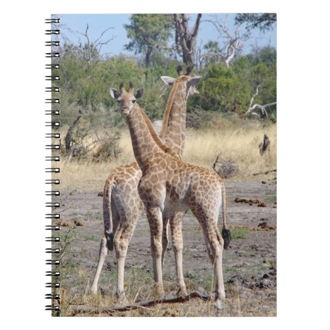 Caderno Espiral Folheto/diário espiral Giraffe Babies (Frente)