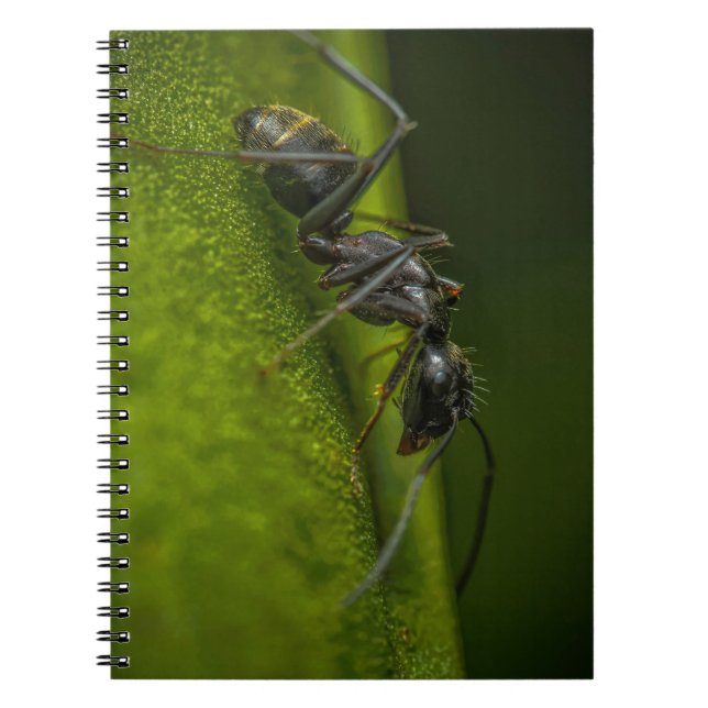 Caderno Espiral Formiga Preta Ocupada em uma Folha Verde (Frente)