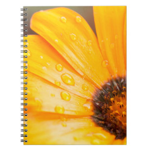 Caderno Espiral Foto alaranjada do Fim-Acima da margarida africana