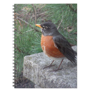 Caderno Espiral Foto bonito Robin In Garden