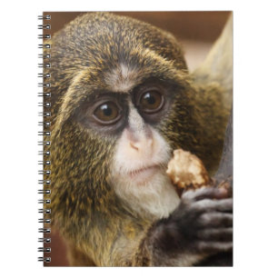 Caderno Espiral Foto da árvore de treinar macaco subindo