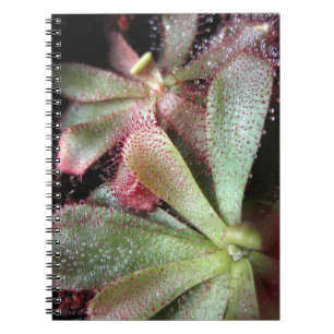 Caderno Espiral Foto da Planta de Sundew de Hamilton