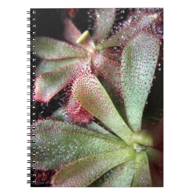 Caderno Espiral Foto da Planta de Sundew de Hamilton (Frente)