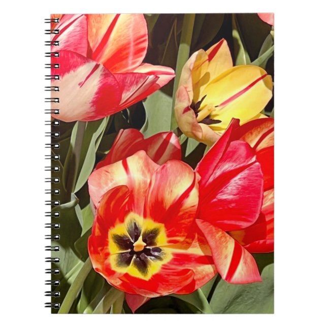 Caderno Espiral Foto de Flor da Nova Inglaterra (Frente)