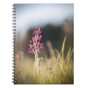 Caderno Espiral Foto de Orquídea Selvagem na Natureza