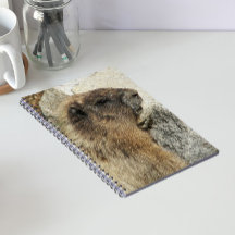 Foto de Vida Selvagem de Marmota Hoary