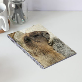 Caderno Espiral Foto de Vida Selvagem de Marmota Hoary