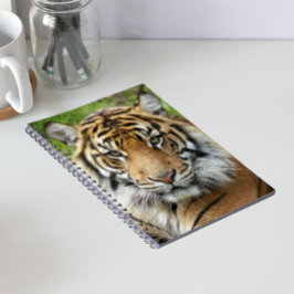Caderno Espiral Foto do Grande Gato Tigre de Sumatra