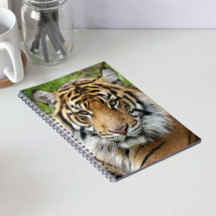 Caderno Espiral Foto do Grande Gato Tigre de Sumatra