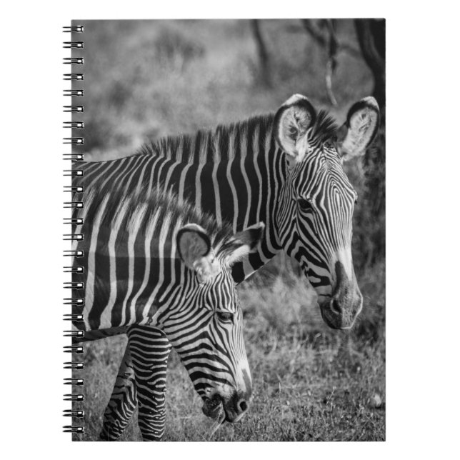CADERNO ESPIRAL FOTO GRAYSCALE DE ZEBRAS (Frente)