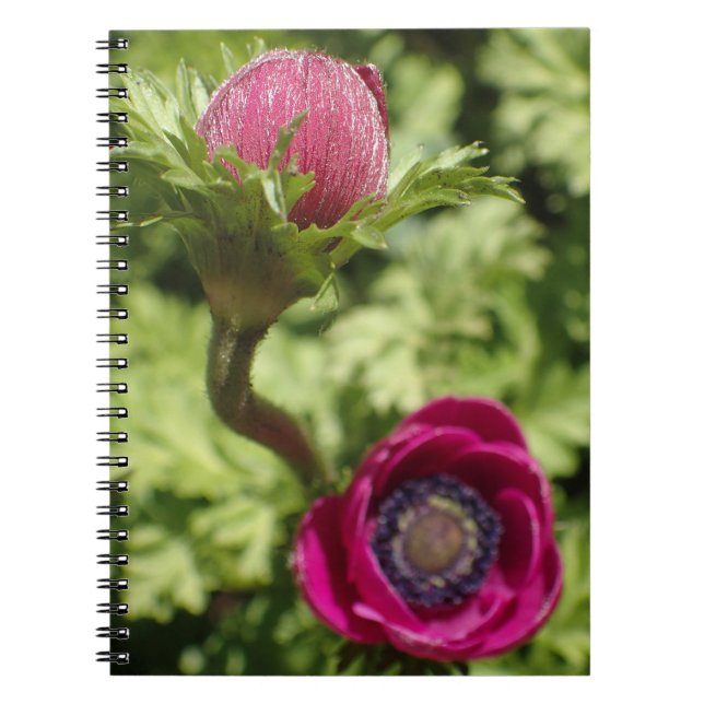 Caderno Espiral Foto macro de flor roxa, rosa, arrojada (Frente)