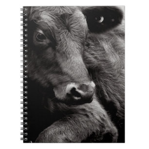 Caderno Espiral Foto preto e branco do boi preto de Angus